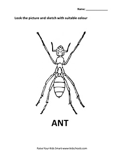 insect-1
