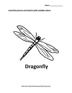 insect-10