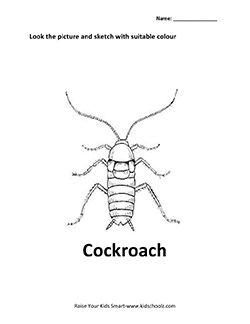 insect-4