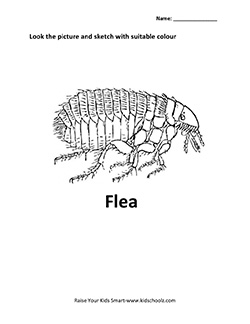insect-5