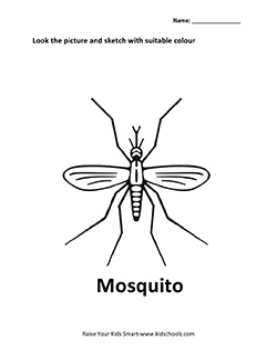 insect-6