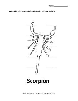 insect-7