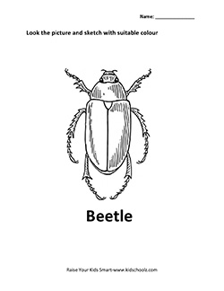 insect-8