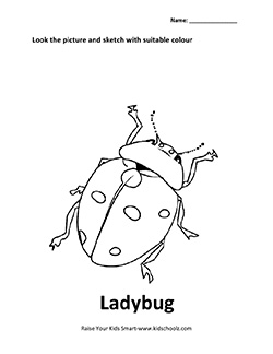 insect-9
