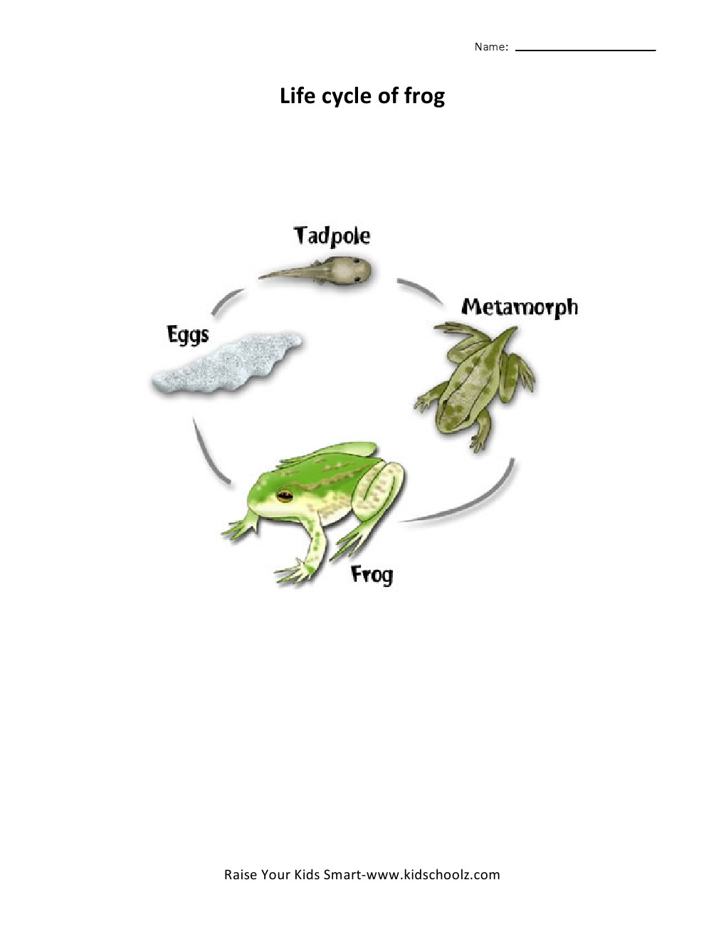 Grade 2 - Frog Life Cycle Worksheet