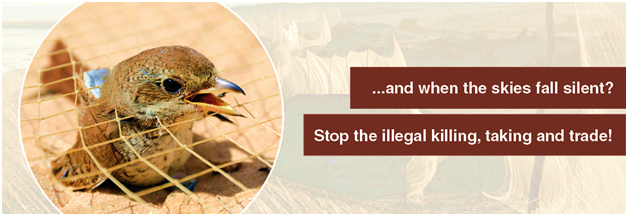 migratory-bird-day-2