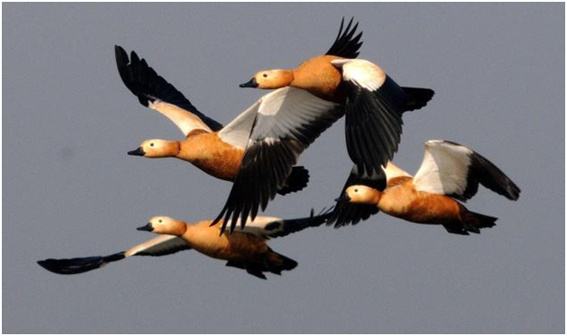 migratory-bird-day
