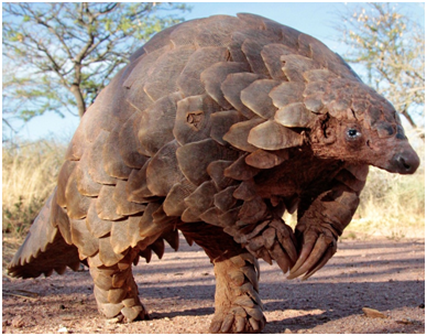 pangolins