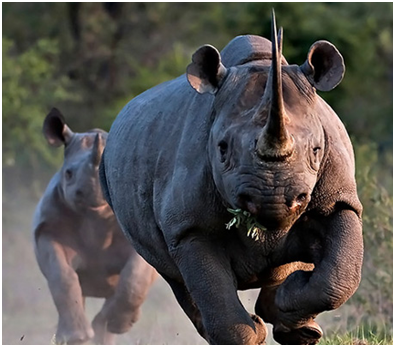 rhinoceros