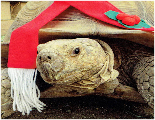 turtle1