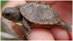 turtle2