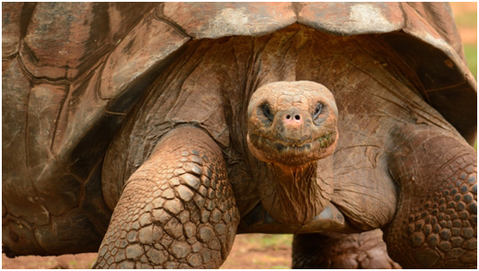 turtle3