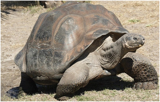 turtle4