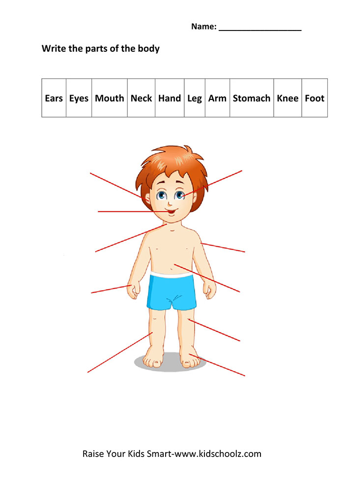 human body parts worksheets matching identification worksheet