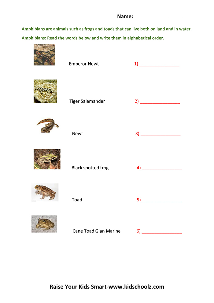 grade 3 alphabetical order worksheet kidschoolz